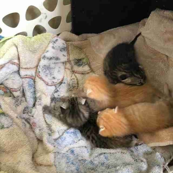 Meet your Posher, Bri - Picture 8 of 9